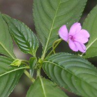 Impatiens flaccida Arn.